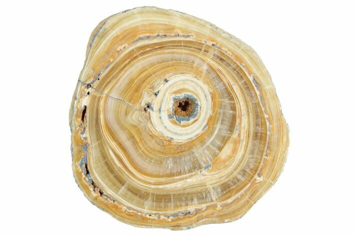 Polished Aragonite Stalactite Slice - Morocco #371031